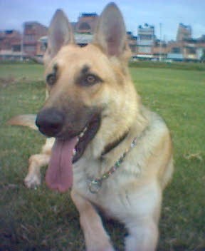 Simplemente es un perro muy muy muy feliz y en el hogar en el que vive lo es también....